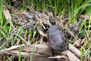 wild turtle climbing over brush on the ground