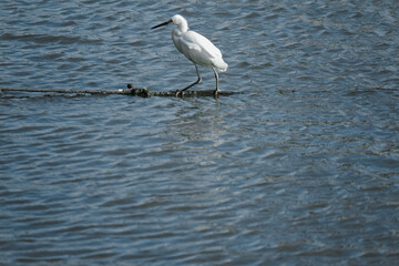 great blue heron
