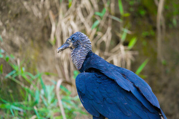 portrait of a blue bird