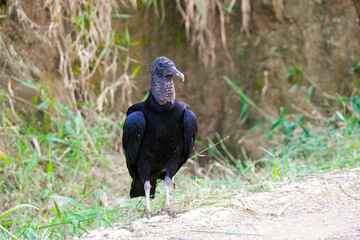 turkey vulture on the ground