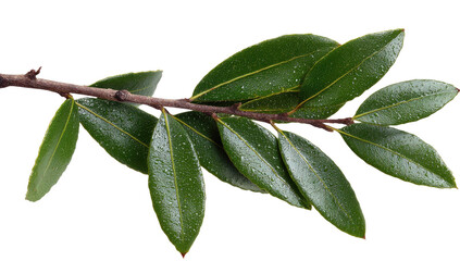 Obraz premium Close-up of a sprig with dark-green, glossy leaves