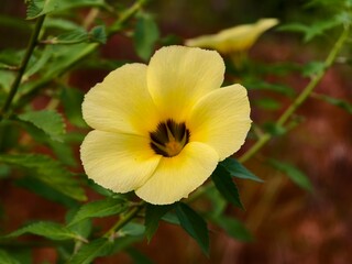 damiana flower in the morning