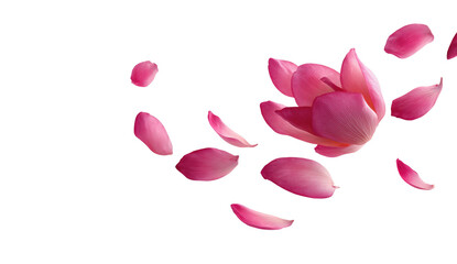 Pink flower petals, delicately arranged, appear to float in mid-air.  Soft pink petals, outlined in darker pink, are scattered around a central blossom.  Dark background