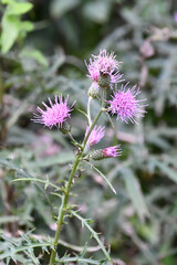ノアザミ　Japanese thistle