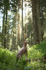 An American Hairless Terrier stands alert in bright forest light with trees behind. The sunlight highlights the dog ears and upright stance.