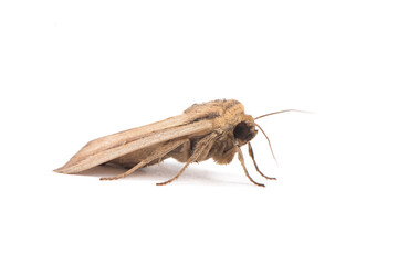 a brown moth isolated on white background