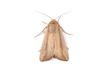 a brown moth isolated on white background