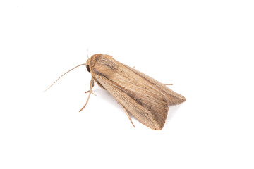 a brown moth isolated on white background