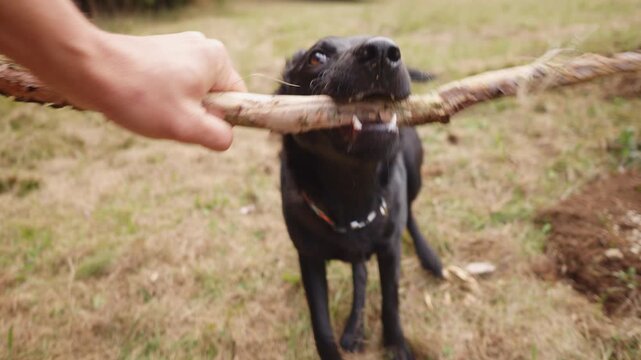 A black dog bites a stick held by a human hand in a grassy field. The close-up captures the playful bond between pet and owner, set against autumn trees.