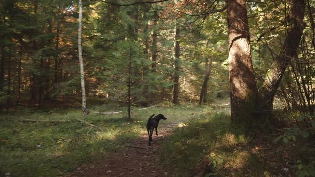 Black dog explores a sunlit forest trail, surrounded by tall trees and lush greenery. The serene woodland setting evokes adventure and companionship, ideal for pet exploration and outdoor activities.