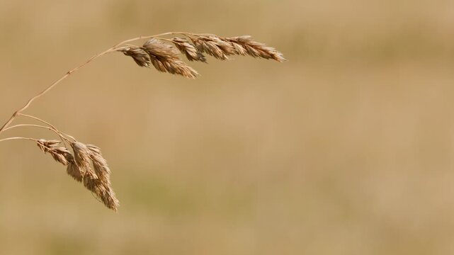 Wild Grass Seed Head Swaying in Summer Meadow Breeze