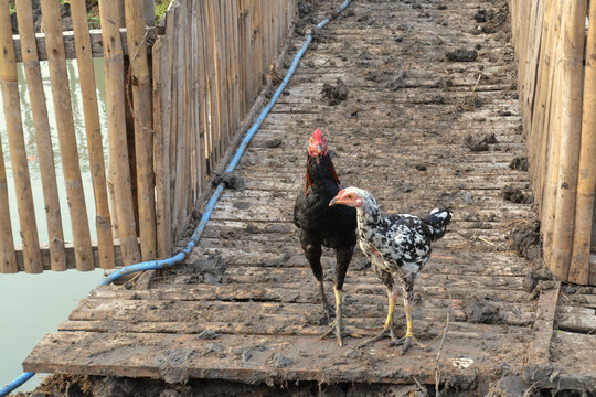 a rooster and a hen, on a muddy wooden walkway, Portrait of beautiful aseel hen and rooster, free range chicken, rooster in the farm