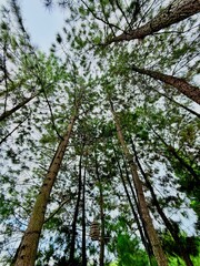 Conifer trees in the forest