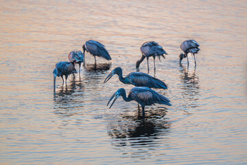 Open Billed storks feeding in shallow water at sunset