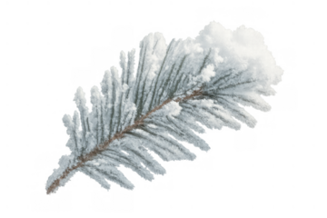 Spruce branch covered in white hoarfrost and snow, detailed winter conifer needles on transparent background