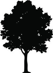 Obraz premium Tree Silhouette Vector, Black Deciduous Tree with Spreading Canopy Isolated on White Background for Nature and Outdoor Design Themes