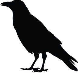 Standing Crow Silhouette, Black Raven Bird Vector on White Background