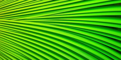 Obraz premium Close-up of a vibrant green Chinese fan palm frond, showing intricate detail, plant life, summer