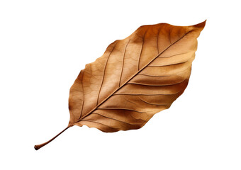 Dry leaf or dead leaf isolated on transparent or white background