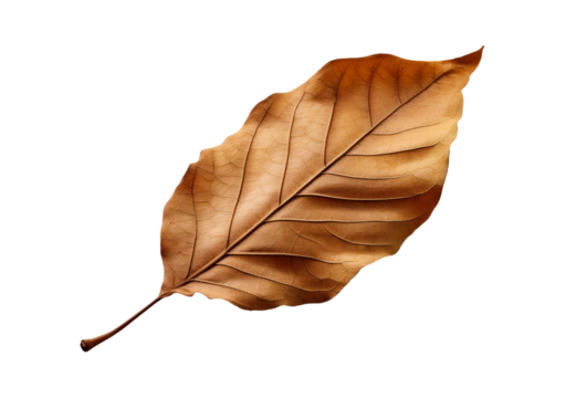 Dry leaf or dead leaf isolated on transparent or white background