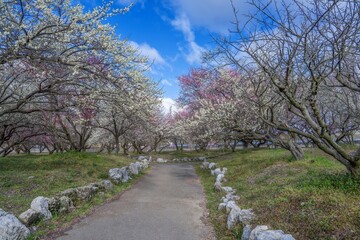 Fototapeta premium 満開のカラフルな梅に囲まれた公園の情景