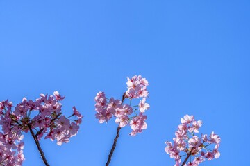 青空バックに見上げる満開のピンクのサクラ