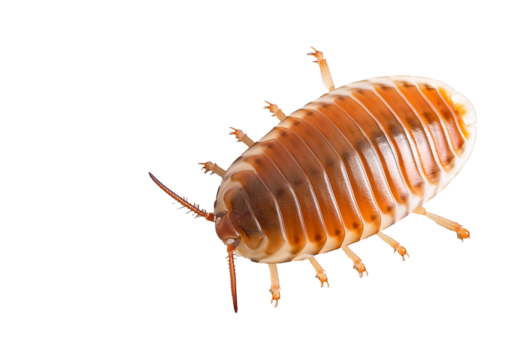 Orange Woodlouse isolated on transparent or white background