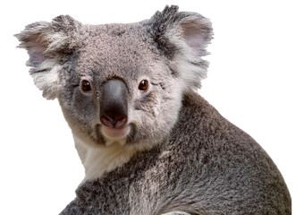 Fototapeta premium Koala bear, Phascolarctos cinereus, 3 years old isolated on a transparent or white background