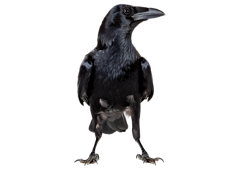 Young Carrion Crow - Corvus corone (3 months) isolated on transparent or white background