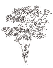 外構・庭植栽のイラスト