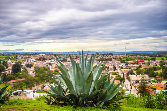 Agave plantation for tequila, mezcal and pulque in Monte Escobedo, Zacatecas
