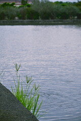 Fototapeta premium Goosegrass weeds with tough root system growing on grey textured field ridge beside calm water surface showing ripples, fallow paddy field edge visible background Taiwan agriculture landscape.