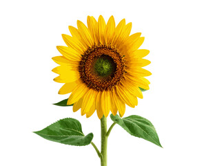 Vibrant Single Sunflower Isolated on White Background with Green Stem and Leaves