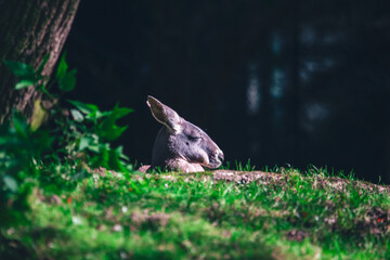Kangaroo lies peacefully on sunlit grass, its eyes closed in rest while shaded foliage frames the tranquil scene. Contrast between light and shadow adds depth to the serene, natural setting