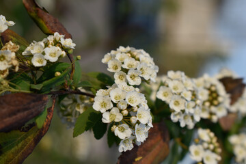 Flor Coronita de novia