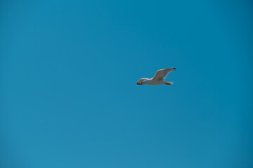 Seagull flying in the clear blue sky on a sunny day