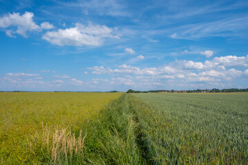 Obraz premium Green cereal field divided by a tractor road under a sunny blue sky