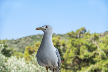 Seagull close-up against a background of green trees on a sunny day in Greece