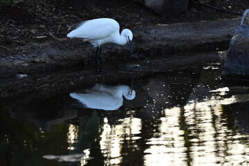 GARCETA COM&Uacute;N