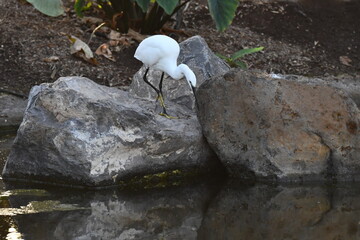 GARCETA COM&Uacute;N