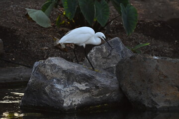 GARCETA COM&Uacute;N