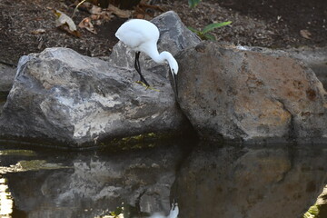 GARCETA COM&Uacute;N