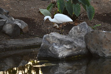 GARCETA COM&Uacute;N