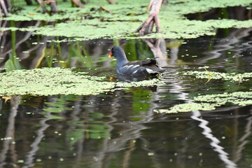 GALLINETA COM&Uacute;N