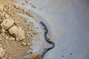 Indotyphlops braminus snake. Its common name brahminy blind snake and blind worm snake. It is a non venomous blind snake species, found mostly in Africa and Asia. Its fossorial or  burrowing reptile.
