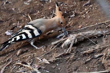 ABUBILLA