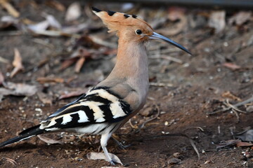ABUBILLA