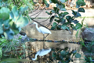 GARCETA COM&Uacute;N