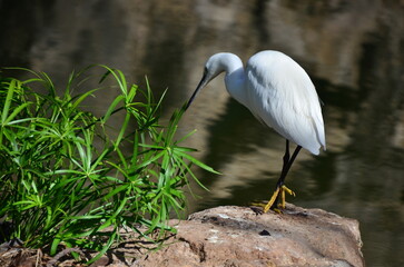 GARCETA COM&Uacute;N