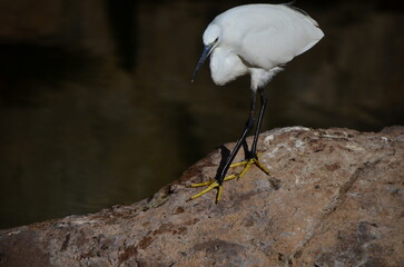 GARCETA COM&Uacute;N